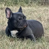Ms. Jacye Available as Future Mama, a female French Bulldog for sale in Springfield, MO – 6 of 7