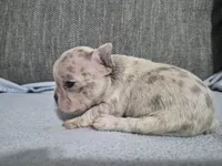 Ms. Princess Snow, a female French Bulldog for sale in Springfield, MO – 4 of 9