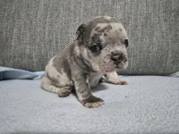 Ms. Marlee, a female French Bulldog for sale in Springfield, MO – 3 of 7