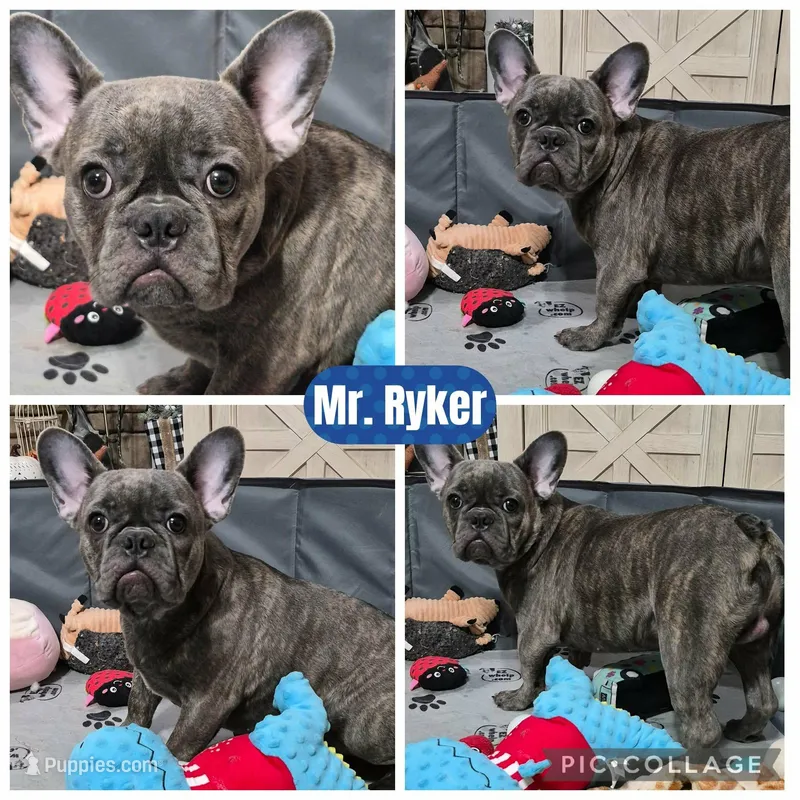 Mr. Ryker – French Bulldog puppy for sale in Springfield, MO