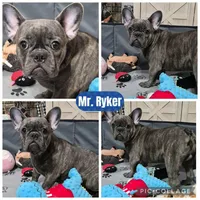 Mr. Ryker, a male French Bulldog for sale in Springfield, MO – Photo 1 of 10