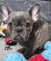 Mr. Ryker, a male French Bulldog for sale in Springfield, MO – Photo 9 of 10