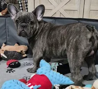 Mr. Ryker, a male French Bulldog for sale in Springfield, MO – Photo 10 of 10
