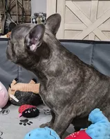 Mr. Ryker, a male French Bulldog for sale in Springfield, MO – Photo 4 of 10