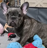 Mr. Ryker, a male French Bulldog for sale in Springfield, MO – Photo 8 of 10