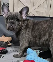 Mr. Ryker, a male French Bulldog for sale in Springfield, MO – Photo 2 of 10
