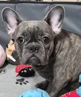 Mr. Ryker, a male French Bulldog for sale in Springfield, MO – Photo 7 of 10