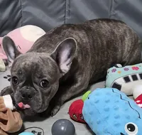 Mr. Ryker, a male French Bulldog for sale in Springfield, MO – Photo 3 of 10