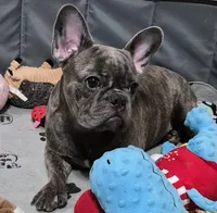 Mr. Ryker, a male French Bulldog for sale in Springfield, MO – Photo 6 of 10