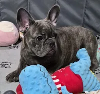 Mr. Ryker, a male French Bulldog for sale in Springfield, MO – Photo 5 of 10