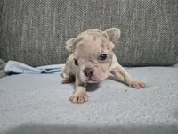 Ms. Princess Snow, a female French Bulldog for sale in Springfield, MO – 6 of 9