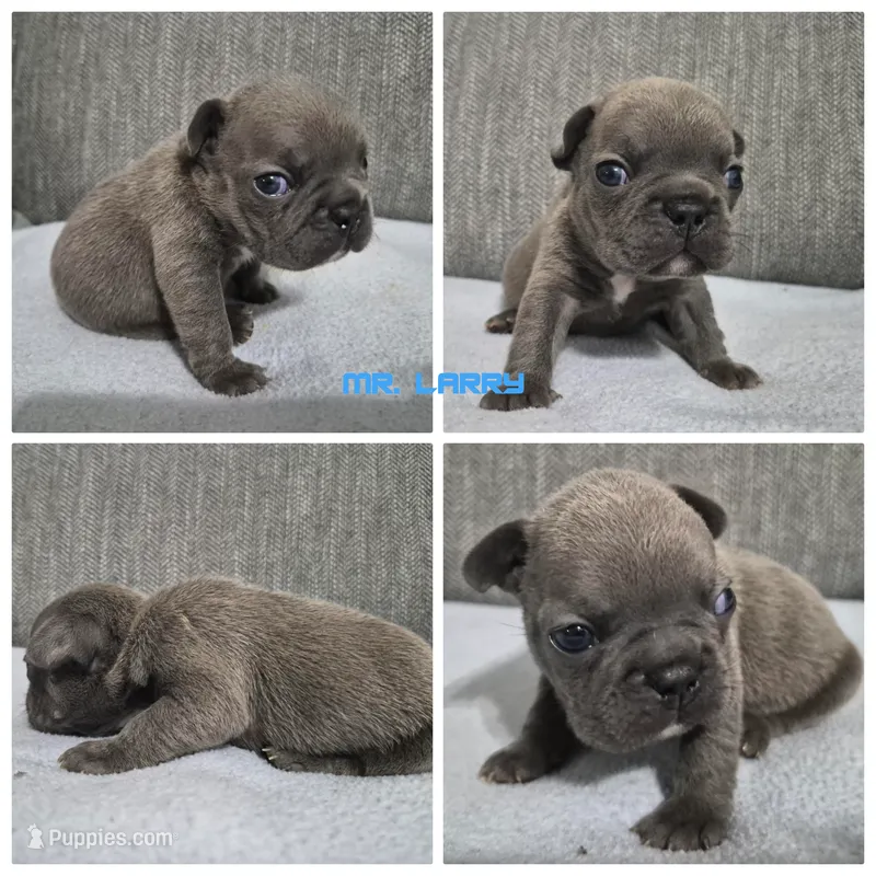 Mr. Larry – French Bulldog puppy for sale in Springfield, MO