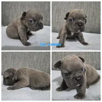 Mr. Larry, a male French Bulldog for sale in Springfield, MO – 1 of 8