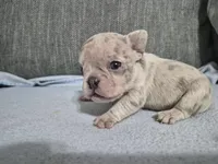Ms. Princess Snow, a female French Bulldog for sale in Springfield, MO – 2 of 9