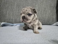 Ms. Marlee, a female French Bulldog for sale in Springfield, MO – 6 of 7
