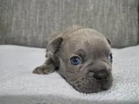 Mr. Moe, a male French Bulldog for sale in Springfield, MO – 8 of 8