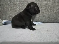 Ms. Black Widow, a female French Bulldog for sale in Springfield, MO – 8 of 9