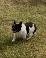 Ms. Brynlee Retired Mama, a female French Bulldog for sale in Springfield, MO – 3 of 6