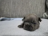 Ms. Graycie, a female French Bulldog for sale in Springfield, MO – 5 of 7