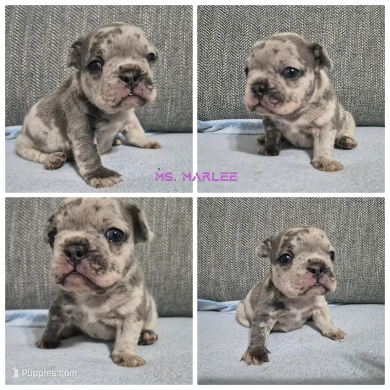 Ms. Marlee – French Bulldog puppy for sale in Springfield, MO