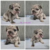 Ms. Marlee, a female French Bulldog for sale in Springfield, MO – 1 of 7