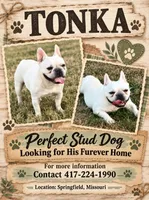 Mr. Tonka Available as STUD, a male French Bulldog for sale in Springfield, MO – 2 of 10
