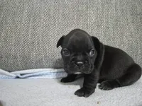 Ms. Black Widow, a female French Bulldog for sale in Springfield, MO – 3 of 9