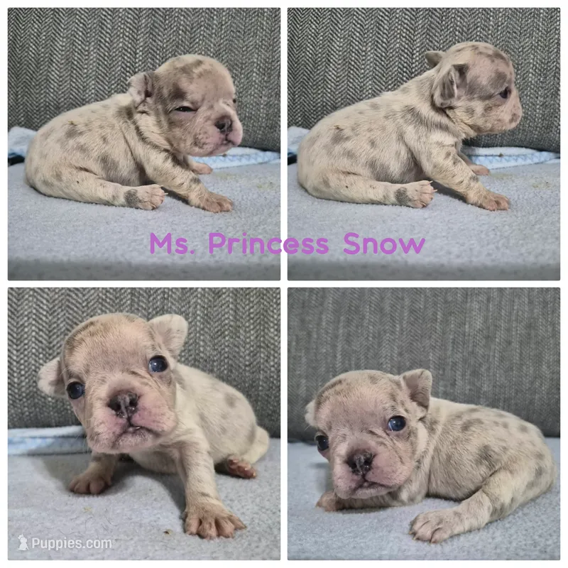 Ms. Princess Snow – French Bulldog puppy for sale in Springfield, MO