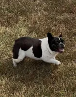 Ms. Brynlee Retired Mama, a female French Bulldog for sale in Springfield, MO – 4 of 6