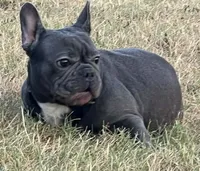 Ms. Jacye Available as Future Mama, a female French Bulldog for sale in Springfield, MO – 4 of 7