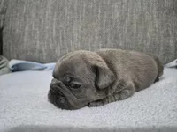 Ms. Graycie, a female French Bulldog for sale in Springfield, MO – 2 of 7
