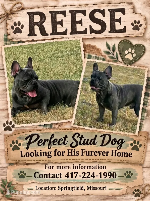 Mr. Reese Available as STUD – French Bulldog puppy for sale in Springfield, MO