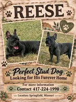 Mr. Reese Available as STUD, a male French Bulldog for sale in Springfield, MO – 1 of 1
