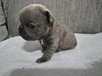 Mr. Curly, a male French Bulldog for sale in Springfield, MO – 3 of 8