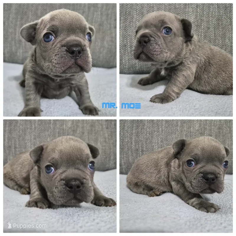 Mr. Moe – French Bulldog puppy for sale in Springfield, MO