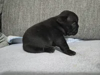 Ms. Black Widow, a female French Bulldog for sale in Springfield, MO – 7 of 9