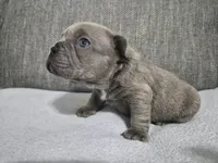 Mr. Moe, a male French Bulldog for sale in Springfield, MO – 6 of 8