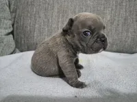 Mr. Larry, a male French Bulldog for sale in Springfield, MO – 5 of 8
