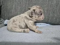 Ms. Princess Snow, a female French Bulldog for sale in Springfield, MO – 7 of 9