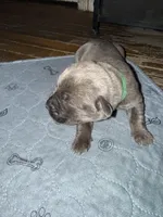 Dark Green Collar, a female Cane Corso for sale in Dale City, VA – Photo 8 of 9
