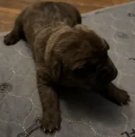 Dark Green Collar, a female Cane Corso for sale in Dale City, VA – Photo 6 of 9