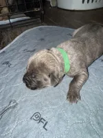 Dark Green Collar, a female Cane Corso for sale in Dale City, VA – Photo 7 of 9