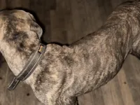 Nero #2, a female Cane Corso for sale in Dale City, VA – Photo 7 of 7