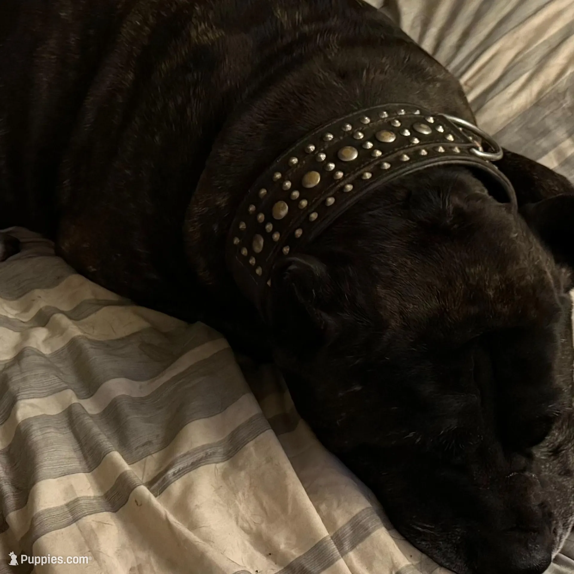 Nero #2, a female Cane Corso for sale in Dale City, VA – Photo 5 of 7