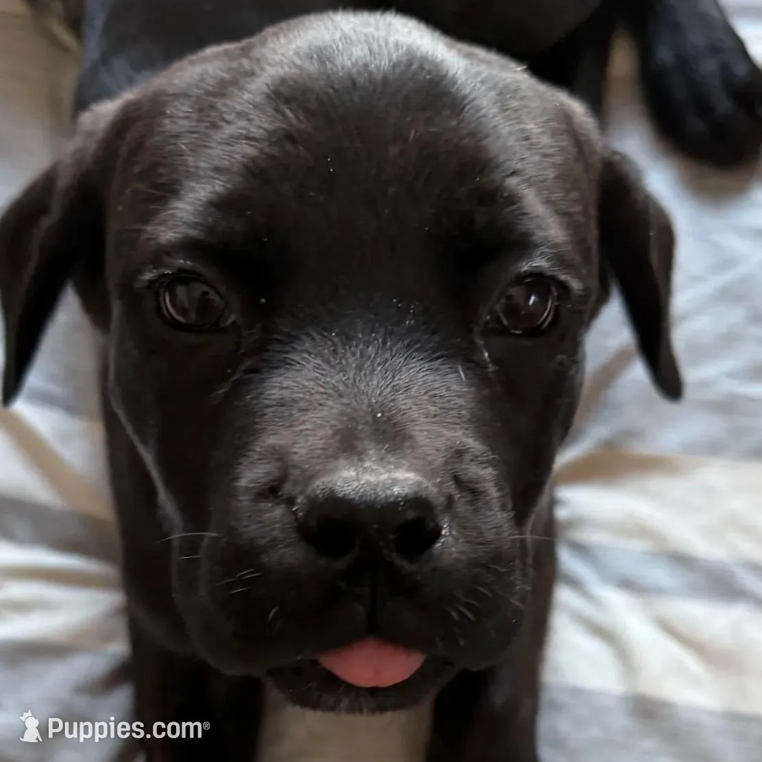 Nero #2, a female Cane Corso for sale in Dale City, VA – Photo 4 of 7