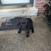 Orange Collar , a female Cane Corso for sale in Dale City, VA – Photo 2 of 6