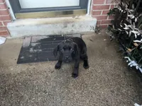 Dad Lookalike, a female Cane Corso for sale in Dale City, VA – Photo 2 of 6