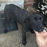 Orange Collar , a female Cane Corso for sale in Dale City, VA – Photo 1 of 6
