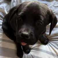 Orange Collar , a female Cane Corso for sale in Dale City, VA – Photo 4 of 6