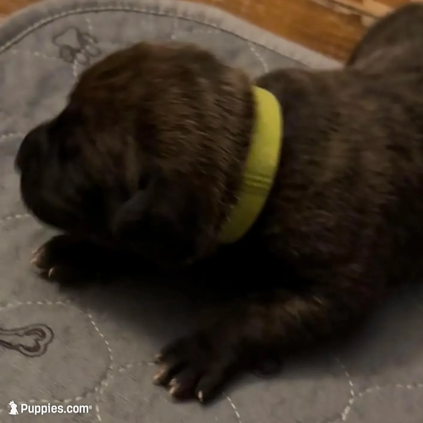 Lime Green Collar, a female Cane Corso for sale in Dale City, VA – Photo 5 of 8